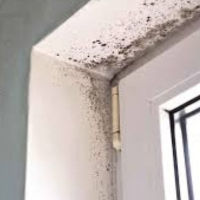 Damp and mould