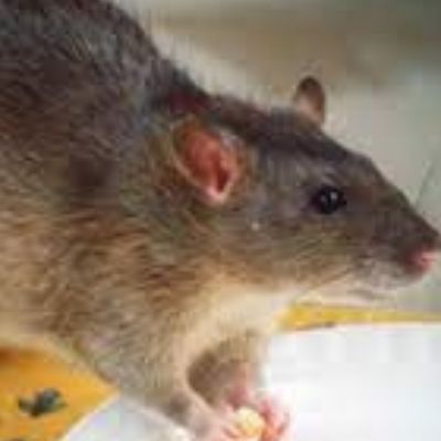 Vermin and insect infestation